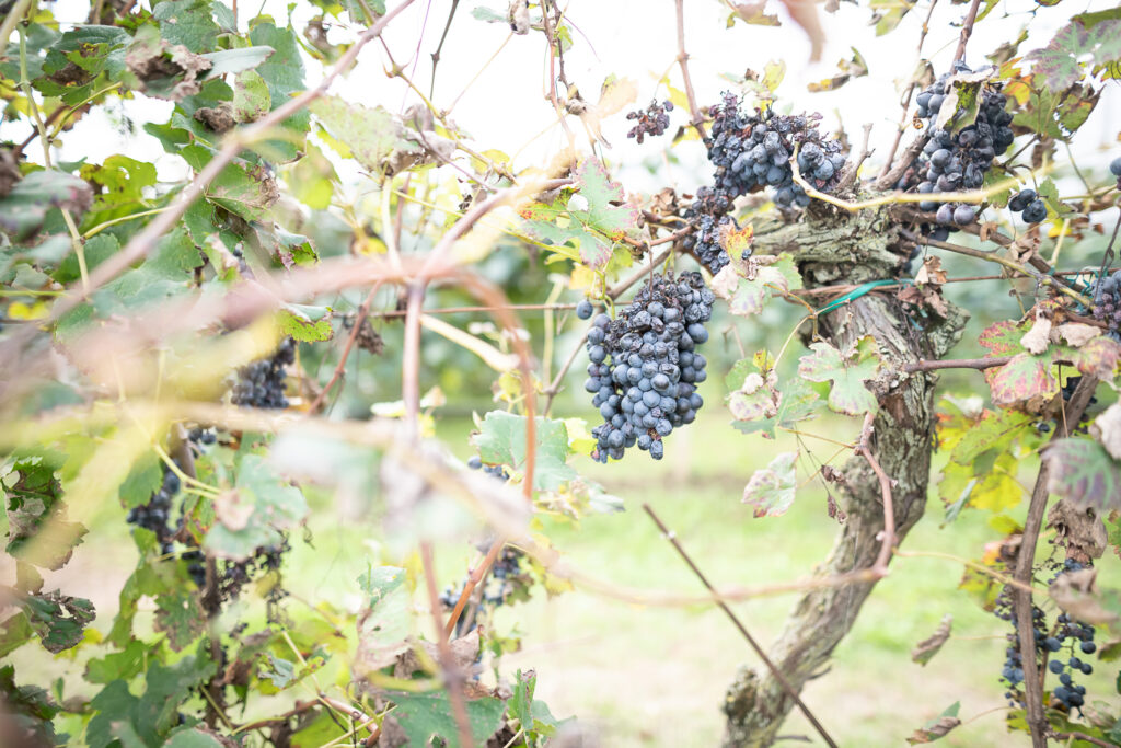 Weinrebe
