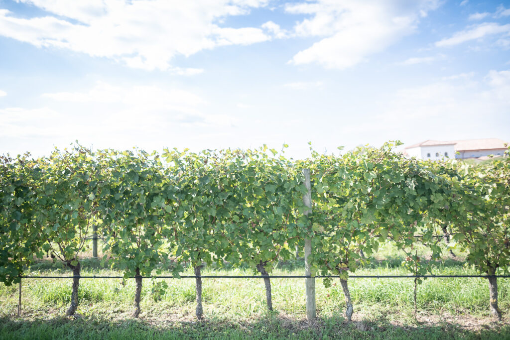 Weinreibe